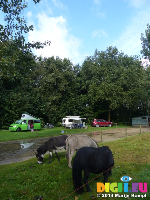 FZ007928 Donkeys at campsite with Jenni, Hans and Machteld